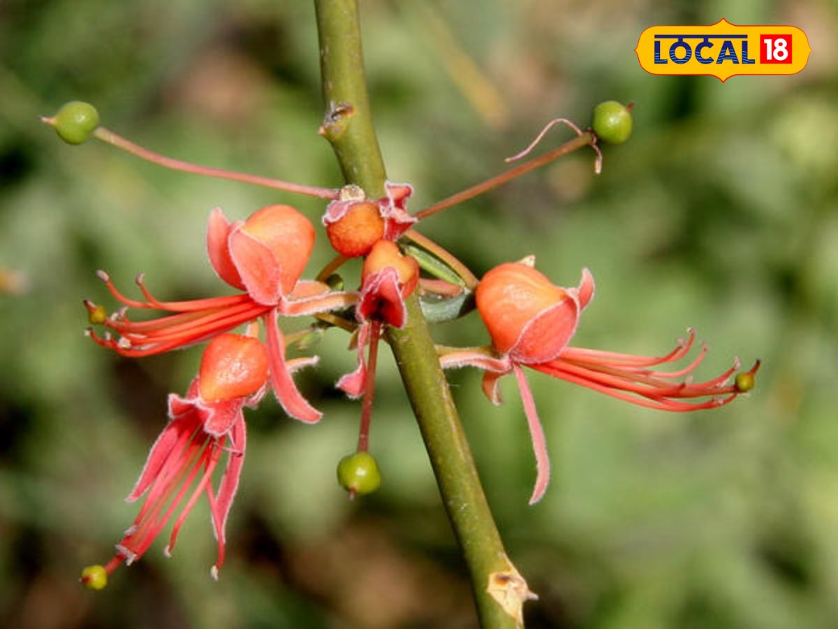 ধর্ম বিশেষজ্ঞ চন্দ্রপ্রকাশ ধন্ধন ব্যাখ্যা করেছেন যে, কেরের ধর্মীয় গুরুত্ব অপরিসীম, তা দেশের বিভিন্ন সংস্কৃতি এবং সনাতন ধর্মেও দেখা যায়। ভারতীয় সংস্কৃতিতে এটি একটি পবিত্র ফল হিসাবে বিবেচিত হয়। কেরকে ভগবান শ্রী রামের সঙ্গেও সম্পর্কিত বলেও বিশ্বাস করা হয় এবং অনেক জায়গায় কের গাছ ধর্মীয় বিশ্বাসের প্রতীক।