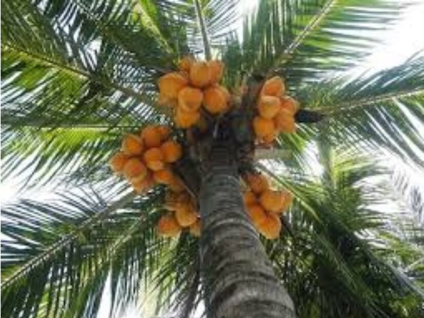 এটা বিশ্বাস করা হয় যে নারকেল সম্পদের দেবী, অর্থা‍ৎ দেবী লক্ষ্মীর সাথে যুক্ত। এমন অবস্থায় কিছু বিশেষ ব্যবস্থা গ্রহণ করলে সব সমস্যার সমাধান করা যায়। এখন প্রশ্ন হল, নারকেলের প্রতিকার কী? নারকেল প্রতিকার গ্রহণের সুবিধা কী কী? উন্নাওয়ের জ্যোতিষী ঋষিকান্ত মিশ্র শাস্ত্রী এই বিষয়ে নিউজ 18-এর সঙ্গে কথা বলেছেন৷  কী কী বলছেন তিনি জানুন৷