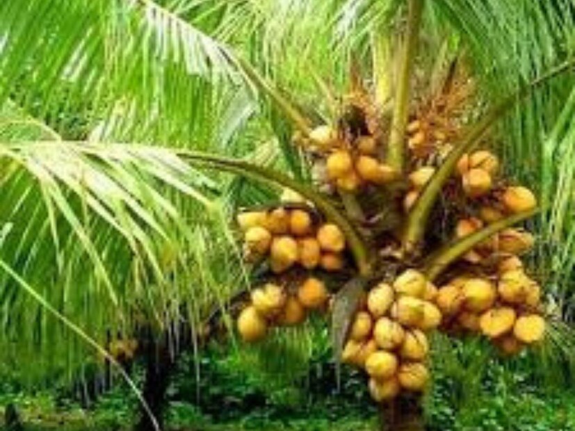 দেবী লক্ষ্মী আপনাকে আশীর্বাদ করবেন: কঠোর পরিশ্রমের পরেও যদি সমস্যা আপনাকে ছাড়তে না পারে তবে নারকেল প্রতিকার কার্যকর হতে পারে। এর জন্য প্রথমে একটি কয়ার নারকেল নিতে হবে। এর সাথে পদ্ম ফুল, দই, সাদা কাপড় এবং সাদা মিষ্টি নিন।