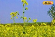 কম খরচের এই চাষ করলেই মিলবে দারুণ লাভ, লক্ষী আসবে ঘরে, টাকায় ভেসে যাবেন আপনি!
