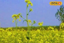 কম খরচের এই চাষ করলেই মিলবে দারুণ লাভ, লক্ষী আসবে ঘরে, টাকায় ভেসে যাবেন আপনি!