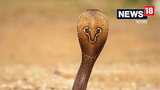 সাপের উৎপাতে অতিষ্ঠ জীবন