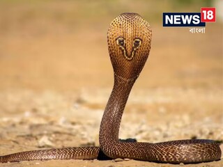 সাপের উৎপাতে অতিষ্ঠ জীবন