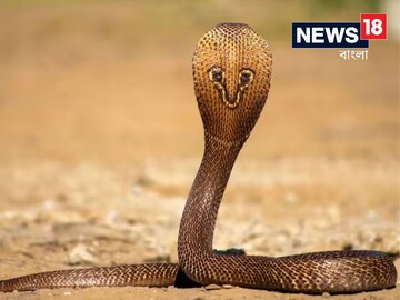 সাপের উৎপাতে অতিষ্ঠ জীবন