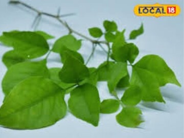 বেল পাতার গুণ জানেন? সুগার রাখে নিয়ন্ত্রণে, বিদায় নেবে কোষ্ঠকাঠিন্যের সমস্যা