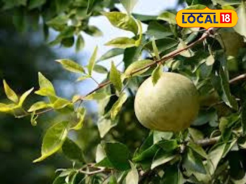 বেলপাতার ধর্মীয় গুরুত্বের পাশাপাশি সনাতন ধর্মে ঔষধি গুণের জন্য পরিচিত। এই গাছটি আমাদের স্বাস্থ্যের জন্য একটি বর হিসেবে বিবেচিত হয়। এর পাতা, ছাল এবং ফল সবই আয়ুর্বেদে উপকারী বলে মনে করা হয়। এগুলো দিয়ে অনেক ধরনের রোগের চিকিৎসা করা হয়।