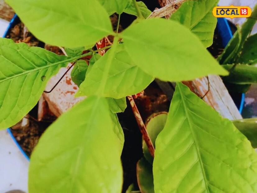 বেলপাতা ডায়াবেটিসের চিকিৎসায় বিশেষভাবে কার্যকর বলে বিবেচিত হয়েছে। আয়ুর্বেদিক ওষুধে এই পাতার গুঁড়ো ব্যবহার করা হয়, যা রক্তে শর্করার মাত্রা নিয়ন্ত্রণে সাহায্য করে। এটি শরীরের ভারসাম্য বজায় রাখতে সাহায্য করে এবং শরীরকে রোগ থেকে রক্ষা করে।