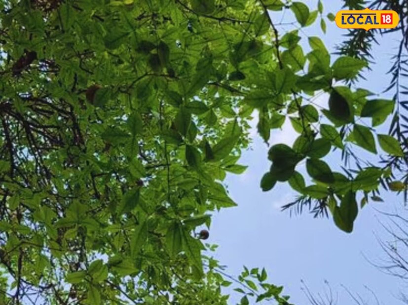 রাজধানী রায়পুরের সরকারি আয়ুর্বেদিক কলেজের সহকারী অধ্যাপক ডাঃ রাজেশ সিং লোকাল 18-কে বলেন যে বেল গাছের  অনেক ঔষধি গুণ রয়েছে। এছাড়াও অনেক রিউম্যাটিক যৌগ পাওয়া যায়। রায়পুরে অবস্থিত আয়ুর্বেদিক কলেজে চিকিৎসার জন্য বেল গাছের পাতা ও ছাল ব্যবহার করা হয়।