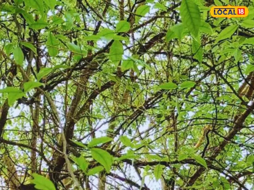 বেল গাছে রিউমেটিক যৌগ পাওয়া যায়, যা আর্থ্রাইটিস এবং অন্যান্য জয়েন্টের ব্যথা থেকে মুক্তি দিতে সাহায্য করে। রায়পুরে অবস্থিত আয়ুর্বেদিক কলেজে বাতের রোগের চিকিৎসায় বেল গাছের পাতা ও ছাল ব্যবহার করা হয়, যার কারণে রোগীরা প্রাকৃতিক উপায়ে উপকার পান।