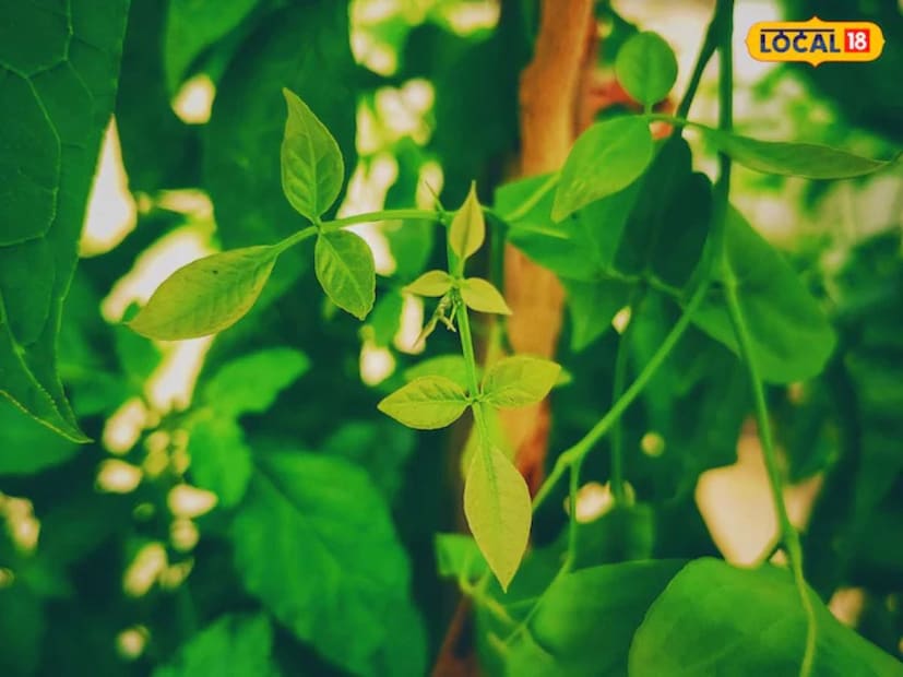 Disclaimer: উপরোক্ত বিষয়গুলি ঘরোয়া টোটকা, কোনও চিকিৎসা বা ওষুধের বিকল্প নয়, ব্যবহারিক প্রয়োগের আগে চিকিৎসকের পরামর্শ আবশ্যিক ৷