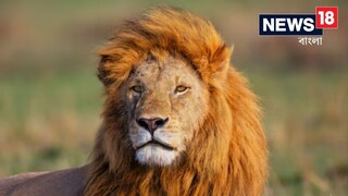 সিংহকে কেন জঙ্গলের রাজা বলা হয় জানুন