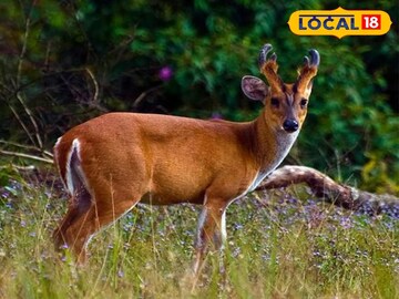 হরিণের নাভি থেকেই তৈরি হয় মহামূল্যবান পারফিউম ! প্রতি গ্রামের দাম জানেন?