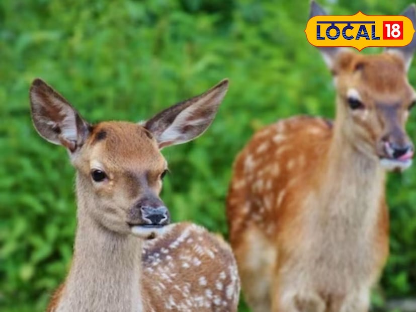 বিশেষজ্ঞদের মতে, পুরুষ হরিণের নাভিতে একটি চামড়ার বলের মতো একটি আকৃতি থাকে, যার ভিতরে একটি সুগন্ধি উপাদান আধা-কঠিন (জেলির মতো) আকারে পূর্ণ হয়। এটি উল্লেখযোগ্য যে এটি কস্তুরী নামে পরিচিত। হরিণের বয়স বাড়ার সাথে সাথে কস্তুরীও শুকিয়ে যেতে থাকে এবং শেষ পর্যন্ত শুকিয়ে স্ফটিকের আকার ধারণ করে।