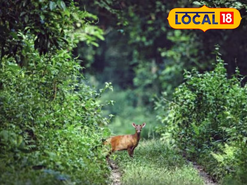 আরও বলা হয় যে, হরিণ তার নাভি থেকে আসা কস্তুরীর সুগন্ধে এতটাই মত্ত হয়ে ওঠে যে সারা জীবন তার সন্ধানে ঘুরে বেড়ায়। আশ্চর্যের বিষয় হল হরিণটি জানতেই পারে না যে, তার নাভি থেকেই কস্তুরীর ঘ্রাণ আসছে।