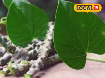 ঝোপে জঙ্গলে বেড়ে ওঠে এই গাছ, পাতার রস অমৃতের সমান, ডেঙ্গুর যম!
