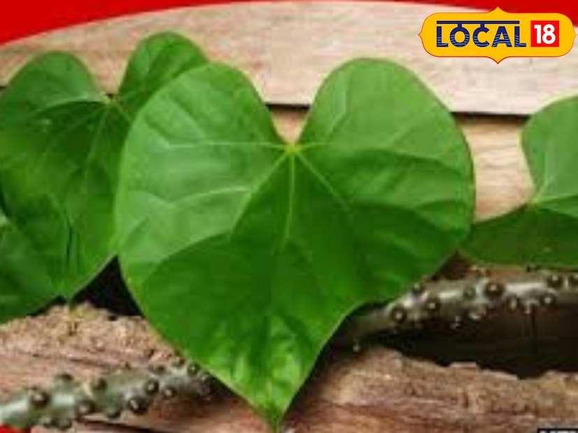 গিলোয় উপস্থিত পুষ্টি উপাদান আয়ুর্বেদিক চিকিৎসক পিন্টু ভারতী জানান, গিলোয় প্রচুর পরিমাণে পুষ্টি পাওয়া যায়। এতে রয়েছে টিনোস্পোরিন, টিনোস্পোরিক অ্যাসিড, আয়রন, পামেরিয়ান, ফসফরাস, কপার, ক্যালসিয়াম এবং জিঙ্ক ইত্যাদি পুষ্টি উপাদান। এটি রোগ প্রতিরোধ ক্ষমতা বাড়াতেও সক্ষম।