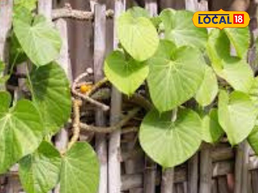 জ্বর, জন্ডিস, বাত, ডায়াবেটিস, কোষ্ঠকাঠিন্য, অ্যাসিডিটি, বদহজম ও প্রস্রাবের সমস্যায় গিলয় খুবই উপকারী। এছাড়া এটি ডায়াবেটিস নিয়ন্ত্রণে কার্যকর।