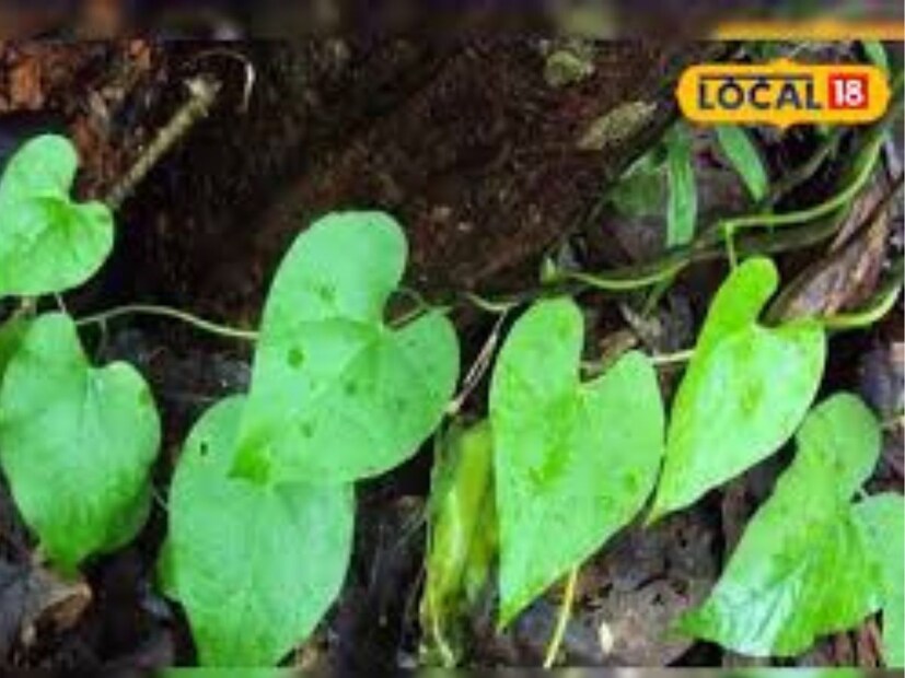 গিলোয়ের রস পান করলে রক্তে শর্করার মাত্রা বেড়ে যায় এবং ইনসুলিন প্রতিরোধ ক্ষমতা কমে যায়। ডায়াবেটিসে জিলয়ের রস খুবই উপকারী। গিলয় ডেঙ্গু জ্বরের চিকিৎসায় ঘরোয়া প্রতিকার হিসেবে ব্যবহৃত হয়।