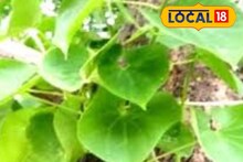 ঝোপে জঙ্গলে বেড়ে ওঠে এই গাছ, পাতার রস অমৃতের সমান, ডেঙ্গুর যম!