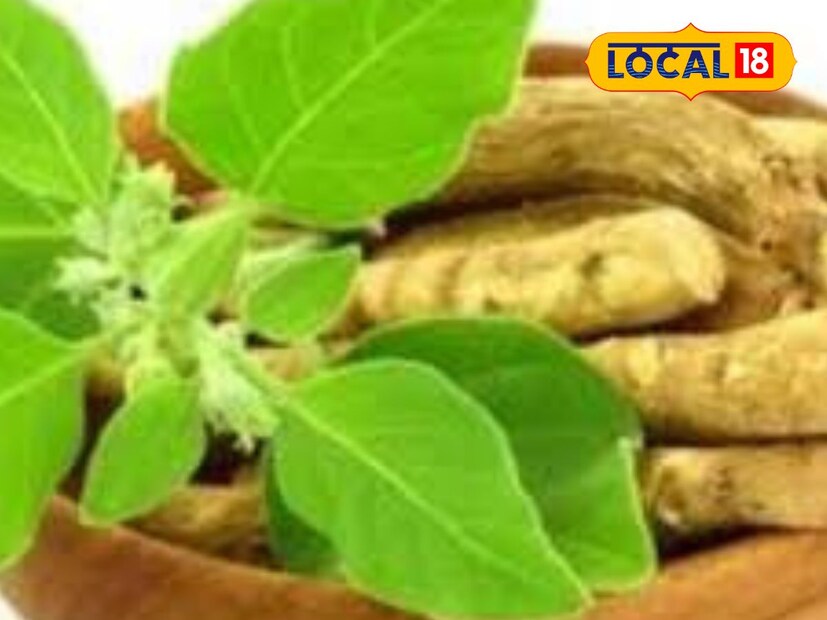 এটি নবরাত্রি এবং অন্যান্য ধর্মীয় অনুষ্ঠানের সময় বাড়িতে লাগানো হয় যাতে এর ইতিবাচক এবং বিশুদ্ধ প্রভাব পরিবেশে থাকে। এর ঔষধি গুণের কারণে মন্দির ও ধর্মীয় আচার-অনুষ্ঠানেও এর গুরুত্ব দেওয়া হয়।