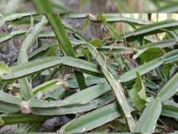 দেখতে ছোট পাতার গুণ প্রচুর, হাড়ের ব্যথা থেকে সুগার, একাধিক রোগের দারুণ দাওয়াই দেখতে ছোট পাতার গুণ প্রচুর, হাড়ের ব্যথা থেকে সুগার, একাধিক রোগের দারুণ দাওয়াই