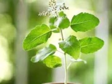 বন জঙ্গলে মিলবে এই পাতা, রোজ খেলেই সর্দি কাশি থেকে চর্মরোগ, ছুটি নেবে দ্রুত! বন জঙ্গলে মিলবে এই পাতা, রোজ খেলেই সর্দি কাশি থেকে চর্মরোগ, ছুটি নেবে দ্রুত!