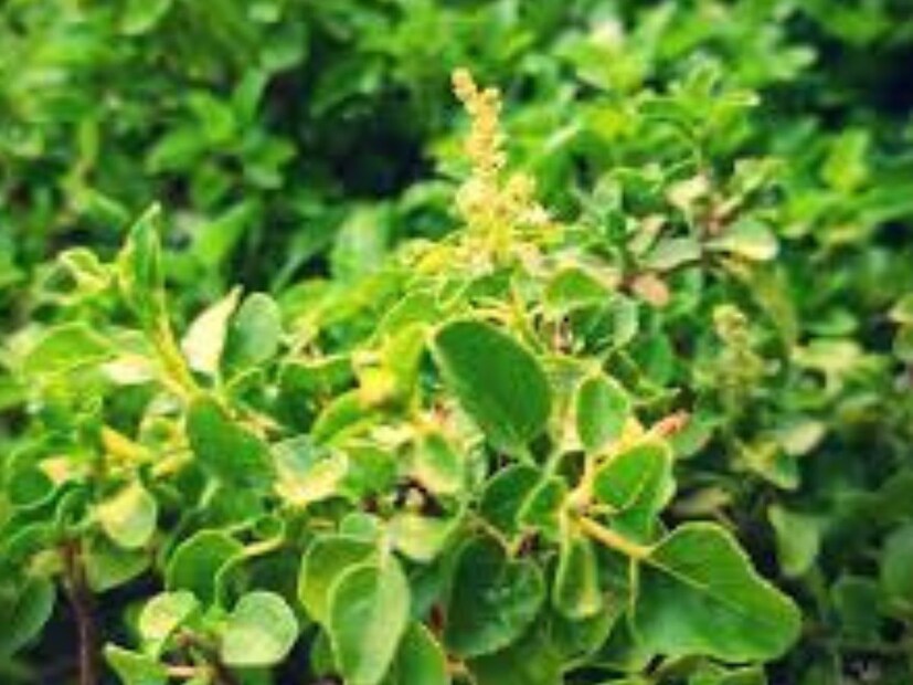 ভ্যান তুলসীর উপকারিতা - আয়ুর্বেদ বিশেষজ্ঞ শিব কুমার পান্ডে লোকাল 18-কে বলেন, বন তুলসি প্রাচীনকালের একটি মহৎ ওষুধ, যা ব্যবহারে অনেক রোগ নিরাময় হয়। আজকাল মানুষ রাম তুলসী এবং শ্যামা তুলসী সম্পর্কে জানে, যা প্রায় প্রতিটি বাড়িতে পুজো হয়। কিন্তু বন তুলসি সর্দি-কাশির মতো রোগ সাড়াতেও দারুণ উপকারী।