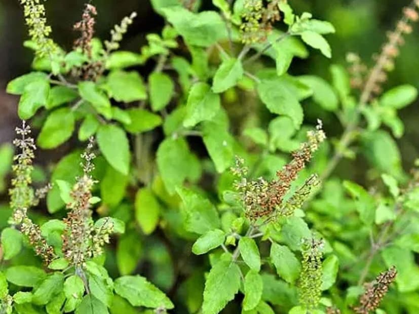 কার্তিক মাসে তুলসীর পূজা করতে হবে। এছাড়াও কার্তিক মাসে তুলসী সংক্রান্ত কিছু প্রতিকার করলেও উপকার পাবেন। সারা মাস ব্রাহ্ম মুহুর্তে স্নান করলে সমস্ত পাপ নাশ হয় এবং শুভ ফল লাভ হয়।