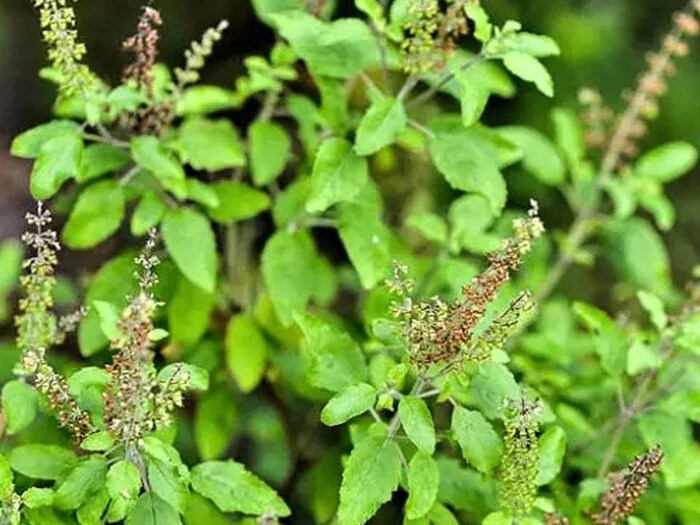 ज्योतिषाचार्य पंडित नंदकिशोर मुद्गल ने बताया, तुलसी के पास अग्रहायण माह में मंजरी आती है। रोजाना तुलसी की जल से पूजा करने और तुलसी की मंजरी को लाल कपड़े में बांधकर लक्ष्मी नारायण को अर्पित करने से आपकी धन संबंधी परेशानियां दूर हो जाएंगी।