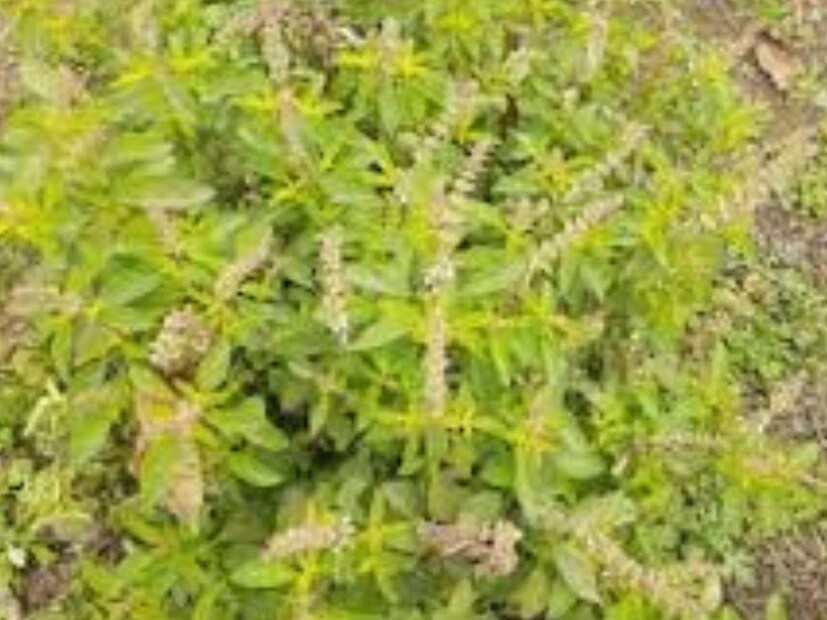 আমাদের অনেকেই চা পছন্দ করেন৷ বন তুলসী গাছের পাতা চায়ের মধ্যেও ব্যবহার করা যেতে পারে। চা করার সময়ই পাত্রে বন তুলসীর পাতা ফেলে ফুটিয়ে নিন৷ সুন্দর গন্ধ তো হবেই, দারুণ উপকারও পাবেন৷