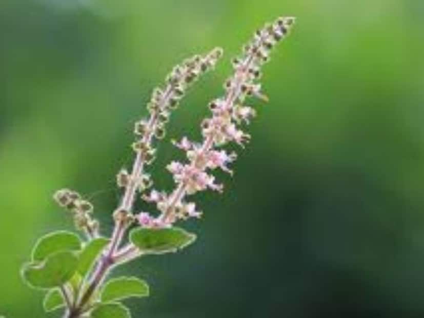 তাই এই মাসে তুলসী পুজো করলে দ্বিগুণ ফল পাওয়া যায়। একই সময়ে মঞ্জরীও এই মাসে তুলসীতে আসে, যা শুভ বলে মনে করা হয় না। তবে এটাই প্রাকৃতিক নিয়ম। অগ্রহায়ণ মাসে মঞ্জরী সংক্রান্ত কিছু ব্যবস্থা করলে অর্থ সমস্যার অবসান হবে।