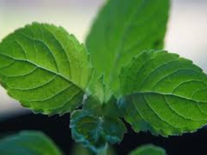 বন তুলসীর ব্যবহার - এই গাছের পাতা খাবার আগে কিছু সাবধানতা অবলম্বন করতে হবে৷ এই পাতা ব্যবহারের আগে ভালো করে ধুয়ে নিতে হবে৷ এরপর এটি অল্প জলের সঙ্গে মিশিয়ে একটি কাথ তৈরি করে নিন৷ এই কাথ খেলে আপনার শরীরের একাধিক রোগ পালাবে গ্যারান্টি৷