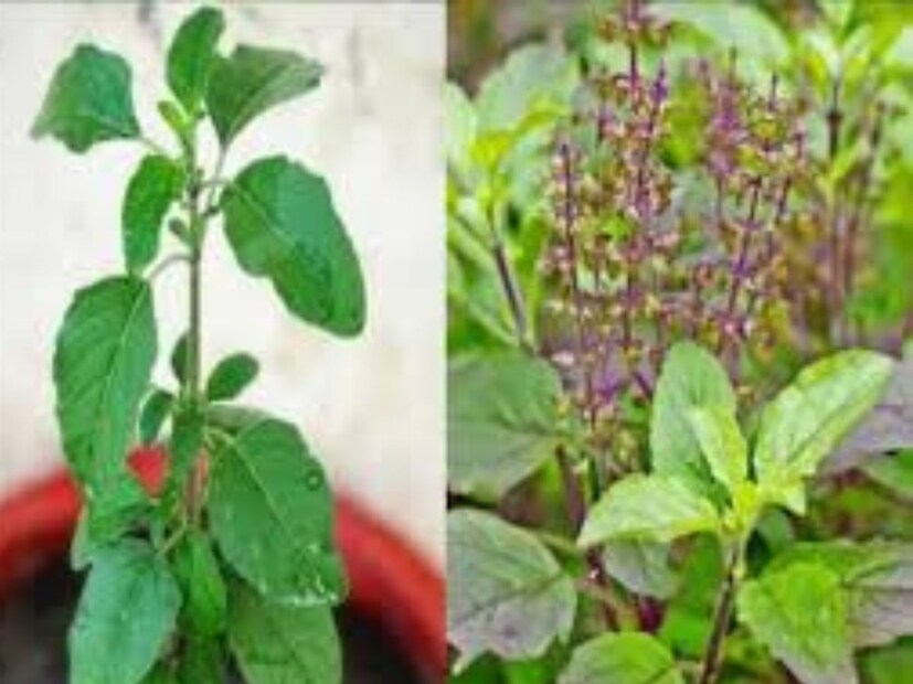 ডিসক্লেইমার: শুধুমাত্র আপনাদের সচেতনতার উদ্দেশ্যেই এই প্রতিবেদনটি লেখা হয়েছে। আমরা এই লেখায় সাধারণ জ্ঞান ও দৈনন্দিন জীবনের কিছু সাধারণ তথ্য শেয়ার করেছি মাত্র। আপনি যদি কোথাও আপনার স্বাস্থ্য, জীবন ও বিজ্ঞানের যোগ সম্পর্কিত কিছু পড়েন তবে তা গ্রহণ করার আগে অবশ্যই একজন বিশেষজ্ঞের পরামর্শ নিন।