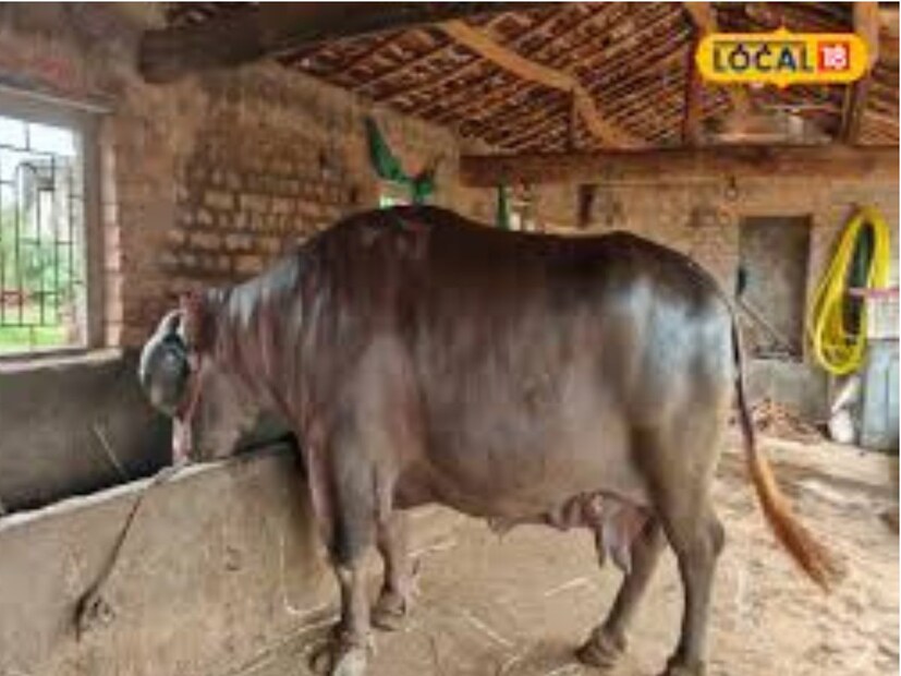 বান্দায় আপাতত কৃষি প্রদর্শনী চলছে। এখানে আকর্ষণের কেন্দ্রবিন্দুতে পরিণত হয়েছে লাখ টাকা মূল্যের একটি মোষ। এই মোষটি যুবরাজ জাতের, যার দাম ধরা হয়েছে ২০ থেকে ২৫ লাখ টাকা। এই মহিষটি তার বিশেষ জাত এবং উচ্চমানের বীর্যের জন্য বেশি পরিচিত।