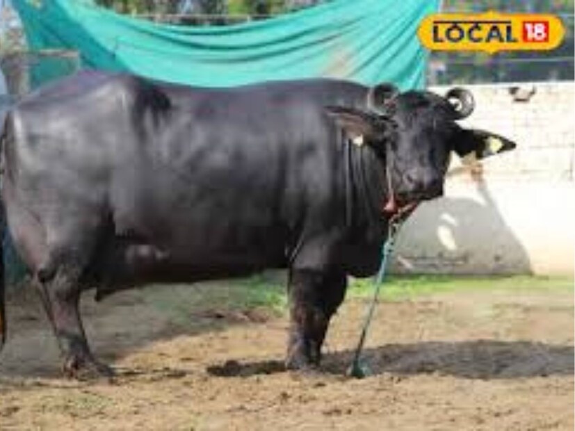 ইউপির বান্দায় একটি কৃষক মেলার আয়োজন করা হয়েছে। এখানে কৃষি বিভাগ, পশুপালন বিভাগ, খাদ্য বিভাগ-সহ একাধিক বিভাগ একত্রিত হয়েছিল।এখানে স্থানীয় কৃষকদের একাধিক তথ্য দেওয়া হচ্ছে। এখানেই সেই বিশেষ মোষটির দেখা মিলেছে, যার দাম ২৫ লাখ টাকারও বেশি বলে জানা গিয়েছে।