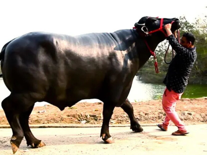মোষটি প্রতি মাসে গাজর এবং সবুজ শাকসবজি খায়।  এর সাথে প্রতিদিন ১৫ কেজি দানা লাগে তার। মুকেশ জানিয়েছেন, মোষটিকে তিনি পরিবারের সদস্য বলেই মনে করেন, এবং দিনে দুবার স্নান করান।