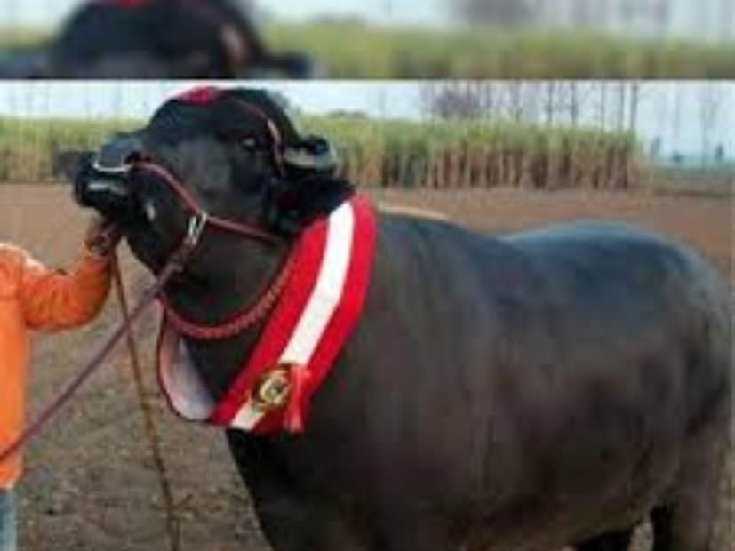 লোকাল 18-কে তথ্য দিতে গিয়ে বান্দার সিংওয়াড়া গ্রাম থেকে আসা মহিষের মালিক মুকেশ শুক্লা জানান, এটি যুবরাজ জাতের মোষ। নাম রাখা হয়েছে ভাগিরা।
