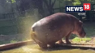 দর্শকদের দিকে পটি ছুঁড়ে দিল জলহস্তী দর্শকদের দিকে পটি ছুঁড়ে দিল জলহস্তী