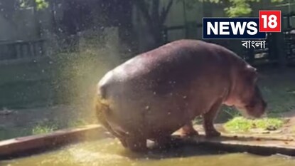 দর্শকদের দিকে পটি ছুঁড়ে দিল জলহস্তী দর্শকদের দিকে পটি ছুঁড়ে দিল জলহস্তী