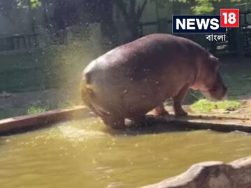 দর্শকদের দিকে পটি ছুঁড়ে দিল জলহস্তী