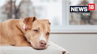 কুকুরের ডাকে অতিষ্ঠ, মেজাজ হারিয়ে গুলি করে হত্যা করলেন ব্যক্তি! বিস্তারিত জানুন