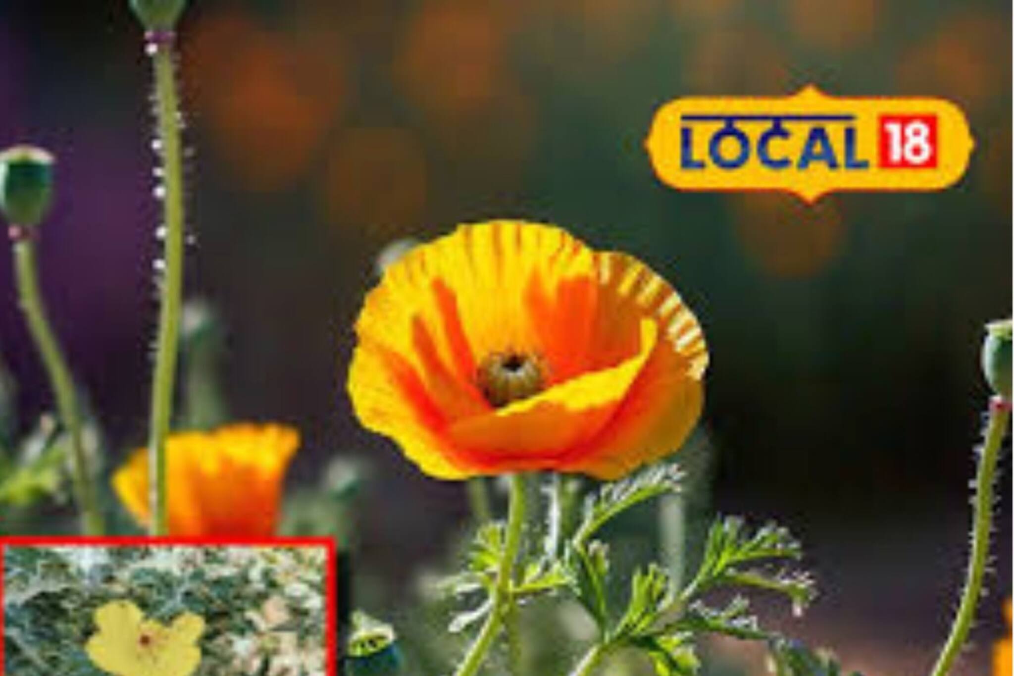 অবহেলার এই গাছ খুশকির যম, শরীরের ব্যথাকে পাঠাবে বাউন্ডারির বাইরে!