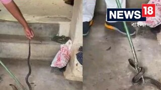 আলমারি খুলতেই ভয়ঙ্কর দৃশ্য, অল্পের জন্য প্রাণে বাঁচলেন বাড়ির মালিক! দেখুন ভিডিয়ো