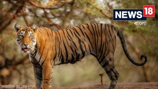 ঘাস কাটতে গিয়ে ভয়ঙ্কর বিপদ, কৃষককে ধান ক্ষেতে নিয়ে গিয়ে খেল বাঘ!