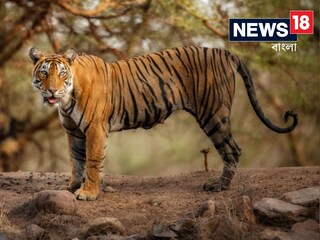 ঘাস কাটতে গিয়ে ভয়ঙ্কর বিপদ, কৃষককে ধান ক্ষেতে নিয়ে গিয়ে খেল বাঘ!