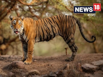 
ফের রয়‍্যাল বেঙ্গলের পায়ের ছাপ! বাঘের আতঙ্কে কাঁপছে বেলপাহাড়ি
