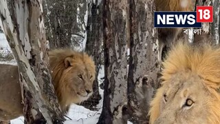 বরফের মজা নিচ্ছে পশুরাজ