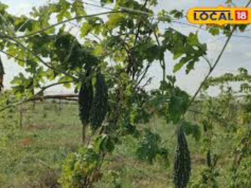এই করলা রক্তের সমস্যা, পিত্তের সমস্যা, পান্ডু রোগ, ডায়াবেটিস এবং পেটের কৃমি দূর করতে সাহায্য করে। বাঁশ করলা এসিডিটি, বুকে জ্বালাপোড়া, গ্যাস ইত্যাদি সমস্যায় দারুণ আরাম দেয়।