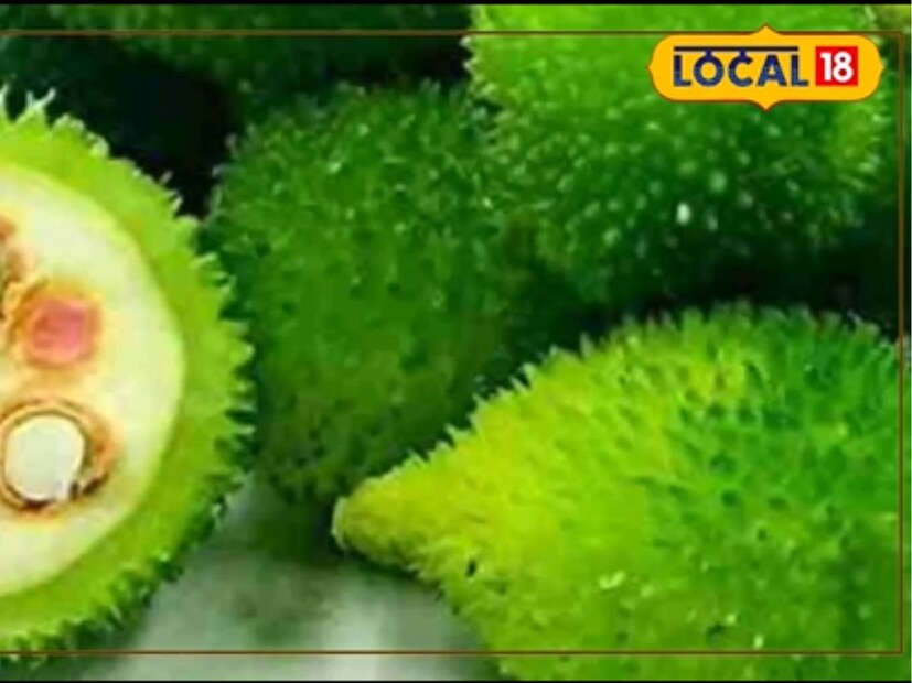 এখানেই শেষ নয়৷ বাঁশ করলা সবচেয়ে বেশি কাজে আসে ডায়াবেটিস রোগীদের জন্য৷ রক্তের শর্করার পরিমাণ নিয়ন্ত্রণে রাখতে অনেকেই মেডিসিন নেন। কিন্তু করলা খেলে দারুণ উপকার পাবেন৷ ডায়াবেটিস রোগীরা এটিকে শুকনো গুঁড়ো  করে বা  এর রস জলের সঙ্গে মিশিয়ে খেতে পারেন।