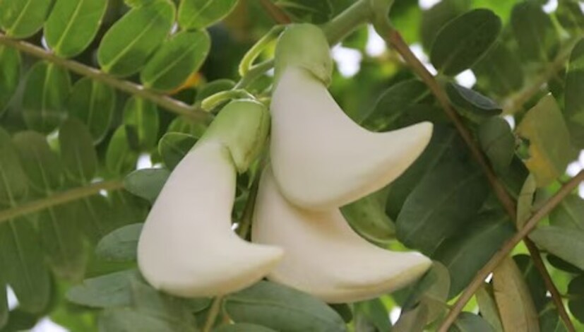 লাল ও গোলাপি রঙেও পাওয়া যায় বকফুল৷ তবে সাদা বকফুলই সবথেকে বেশি উপকারী৷ জ্বর, ব্যথা, ফুলে যাওয়ার মতো সমস্যা থেকে মুক্তি পেতে পারেন এই গাছের শিকড় চূর্ণ করে জলের সঙ্গে গুলে খেলে৷